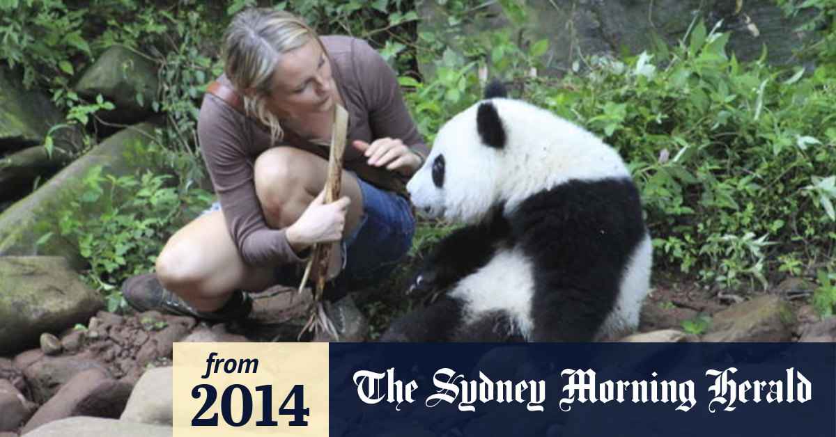 Video Trailer Sneezing Baby Panda The Movie